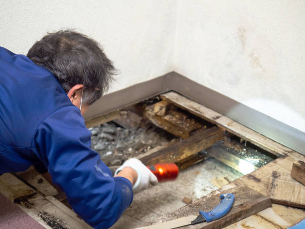 Crawl Space Mold Removal in Elk River, MN