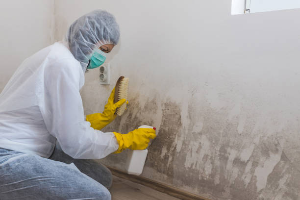 Best Mold Damage Repair  in Elk River, MN