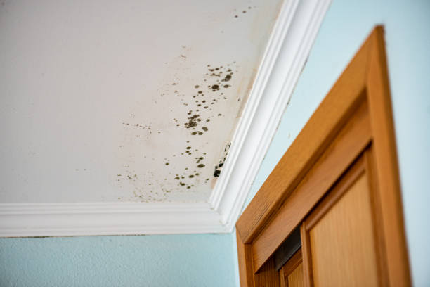 Best Home Mold Removal  in Elk River, MN