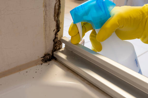Best Mold Removal Process  in Elk River, MN
