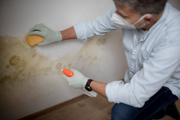 Certified Mold Removal in Elk River, MN