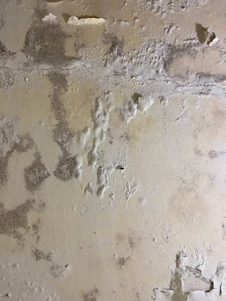 Best Mold Cleaning Services  in Elk River, MN