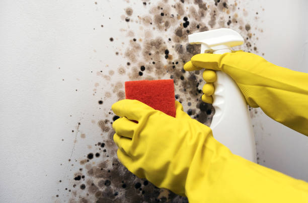 Home Mold Removal in Elk River, MN