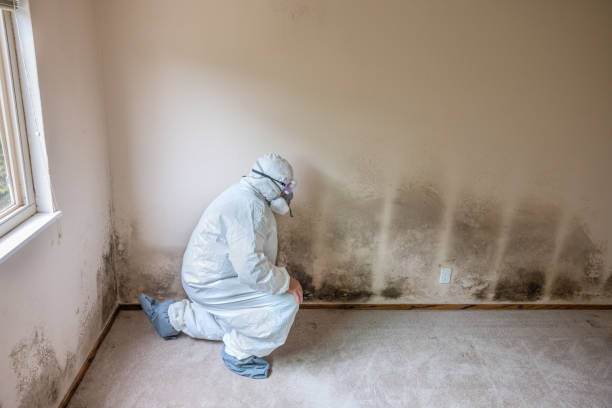 Best Residential Mold Removal  in Elk River, MN