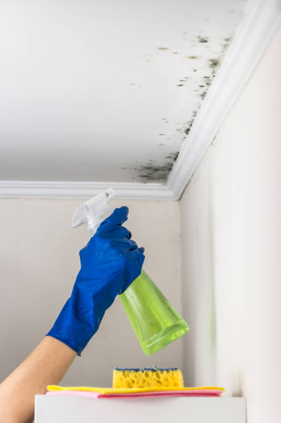Best Mold Remediation  in Elk River, MN