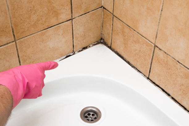 Best Certified Mold Removal  in Elk River, MN